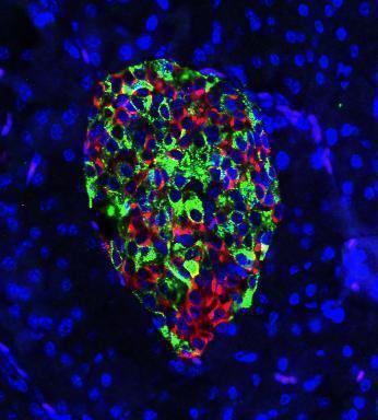생쥐 췌장의 랑게르한스섬   인슐린 생성 베타 세포(녹색)와 글루카곤 생성 알파 세포(적색)가 비슷한 양으로 섞여 있는 생쥐의 유전자 조작 랑게르한스섬.
[미국 위스콘신대 제공 /재판매 및 DB 금지]