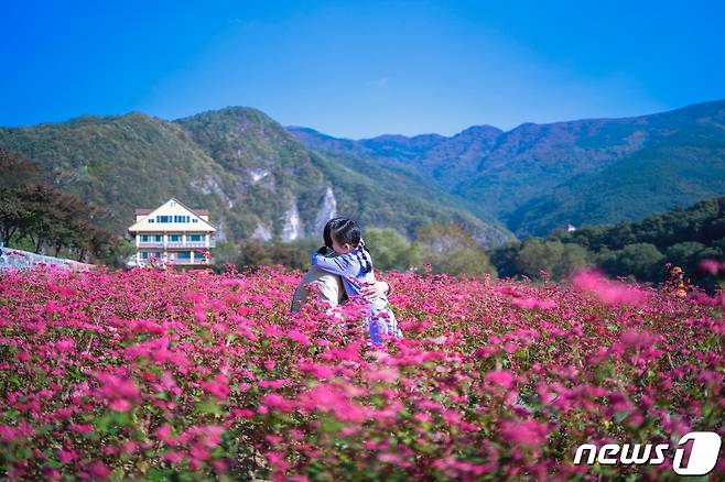 강원 영월군 붉은 메밀 꽃밭.(영월군 제공.) 2021.9.28/ 뉴스1