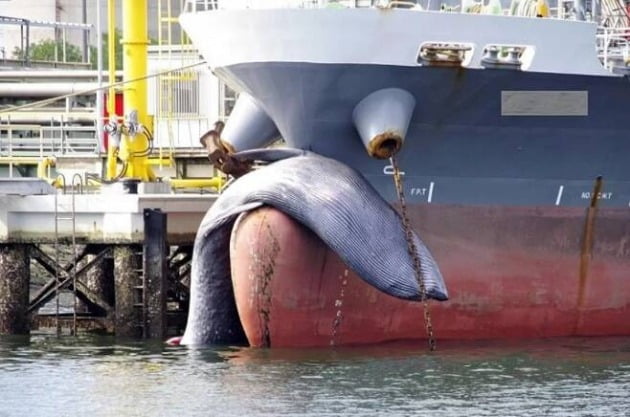 뱃머리에 걸린 고래 사체 / 사진 = 미즈시마 해상보안부 홈페이지 캡처