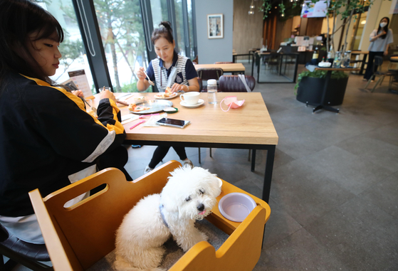Customers enjoy a meal with their pet sitting at the same table at a high-end pet shop at Hyundai Premium Outlet Space1 in Namyangju, Gyeonggi on Tuesday. According to a study by Statistics Korea, in 2020 there were nearly 3.13 million households with pets, accounting for 15 percent of all households. KB Financial Group’s research center estimates that the pet market will be worth 6 trillion won ($5 billion) in Korea this year. [YONHAP]