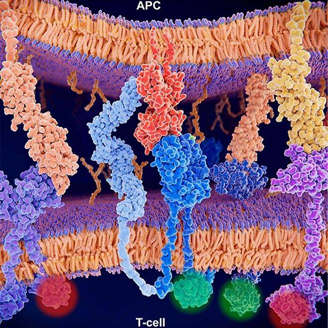 활성화된 T세포 면역반응 MHC-Ⅱ(적색)와 T세포 수용체(청색), CD4(연청색) 등의 상호작용으로 활성화한 T세포 면역 반응 그래픽.
CD4와 MHC-Ⅱ는, 각각 T세포 수용체의 항원 식별을 돕는 T세포와 항원 제시 세포에 의해 발현된다.
[텍사스대 사우스 웨스턴 메디컬 센터 / 재판매 및 DB 금지]