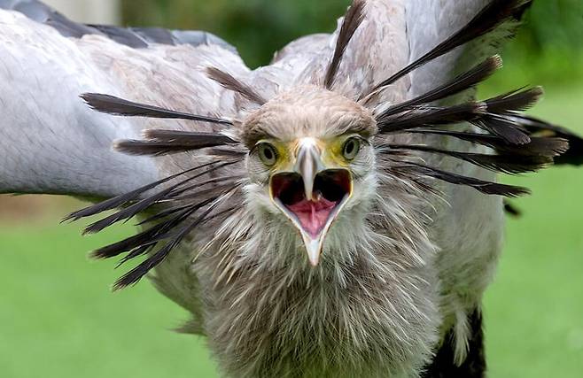 뱀잡이소리가 위협적인 표정을 지으며 입을 벌리고 있다. /샌디에이고 동물원 홈페이지
