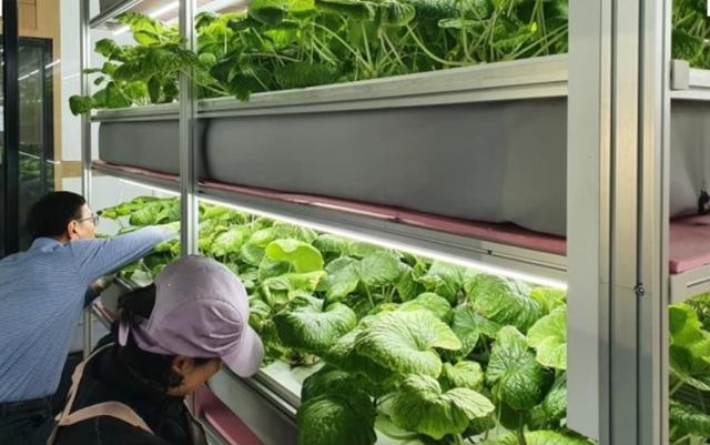 강원 태백시의 한 농업회사법인이 발광다이오드(LED)등을 활용한 스파트팜 재배기술을 선보여 주목을 받고 있다. 로보팜 제공