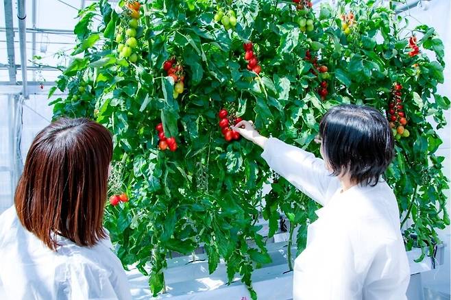 세계 최고령 사회인 일본에선 건강식품에 대한 수요가 크다. 사나테크시드는 혈압 상승 억제 물질 함량이 많은 유전자편집 토마토에 대한 반응이 나쁘지 않다고 밝혔다. 사나테크시드 제공