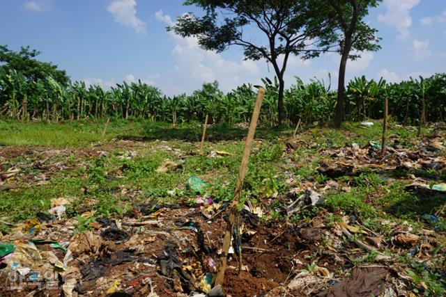10년 넘게 방치된 인도네시아 서부자바주 보고르의 쓰레기 매립장 쓰레기 더미 사이 나무 말뚝마다 심은 셍온 묘목. 보고르=고찬유 특파원