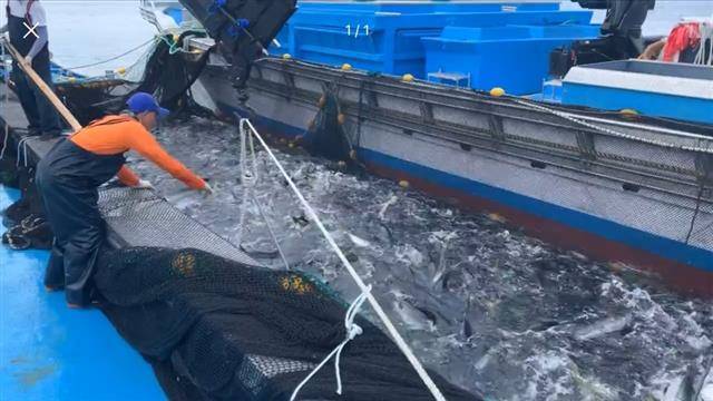 동해 방어 가두리양식장에서 판매를 위해 방어를 잡아 올리고 있다.강원도환동해본부 제공