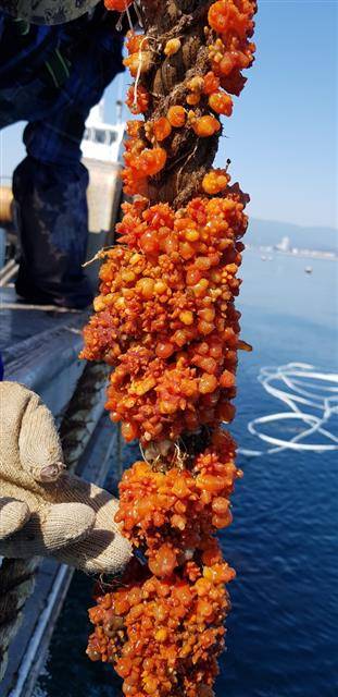 동해 우렁쉥이 양식장에서 우렁쉥이의 상태를 살피고 있는 연구원들.강원도환동해본부 제공