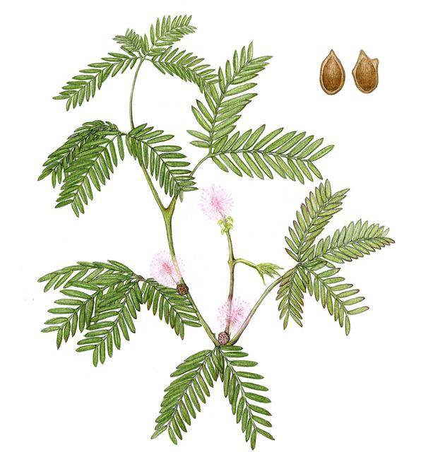 신경초라고도 불리는 미모사는 접촉에 의한 자극과 빛, 열 등을 받으면 잎을 오므리며 반응한다.