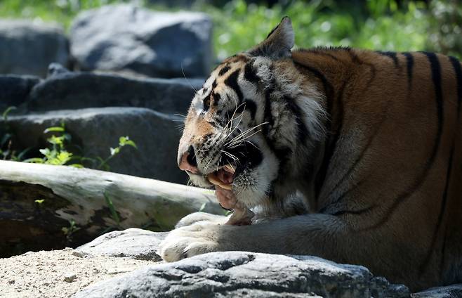 서울대공원은 오는 4일 ‘세계 동물의 날’을 맞아 다양한 온·오프라인 동물원 교육 체험 프로그램을 진행한다. 사진은 경기 과천시 서울대공원 동물원에서 시베리아호랑이의 모습./사진제공=뉴시스