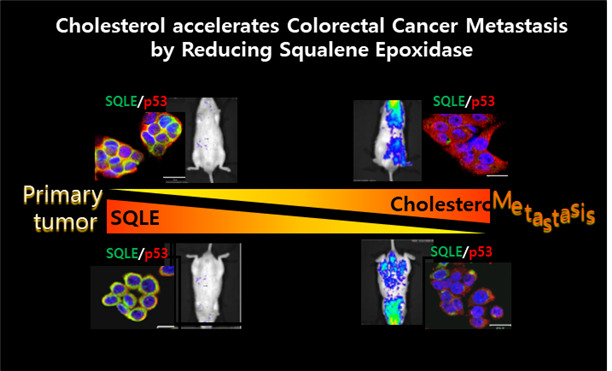 대장암 초기 SQLE(콜레스테롤 합성효소)이 높게 발현돼 콜레스테롤 합성을 증가시킨다. 대장암 세포 내에 다량의 콜레스테롤에 의해 SQLE이 분해돼 감소된다. 이로 인해 암 전이 경로가 활성화돼 대장암 전이가 촉진된다. [한국생명공학연구원 제공]