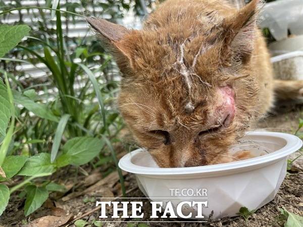지난 7월 16일 대구 수성구 범어동에 위치한 공영주차장 인근에서 길고양이가 '본드테러'를 당해 경찰이 수사에 착수했다./제보자 제공