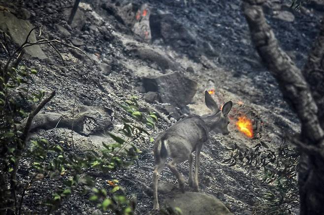12일(현지시간) 산불이 휩쓸고 간 산타 바바라 카운티의 야산에서 사슴 한마리가 길을 헤매고 있다. AP=연합뉴스