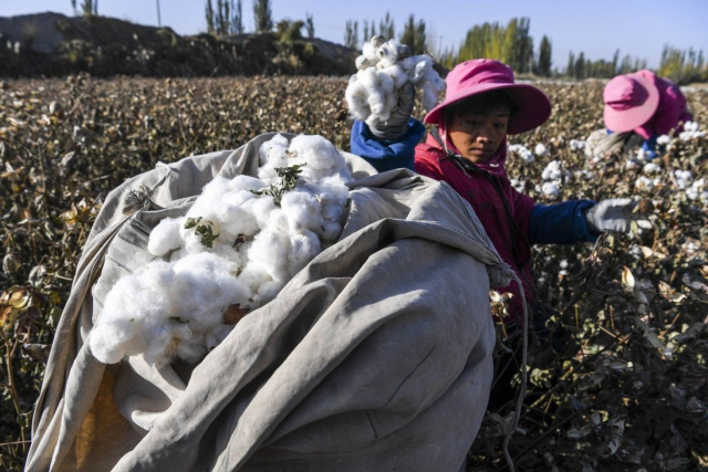 중국 신장위구르에서 면화를 수확하고 있다. /신화망