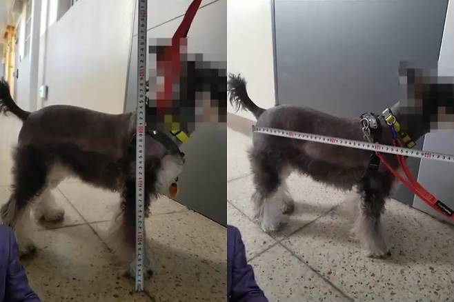 견주가 공개한 반려견. - 제보자에 따르면 강아지는 미니 슈나우저로 머리까지 높이가 45㎝, 몸길이는 50㎝, 몸무게 8㎏가량이다. 한문철TV 캡처
