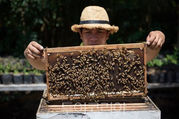 보홀 꿀벌 농장