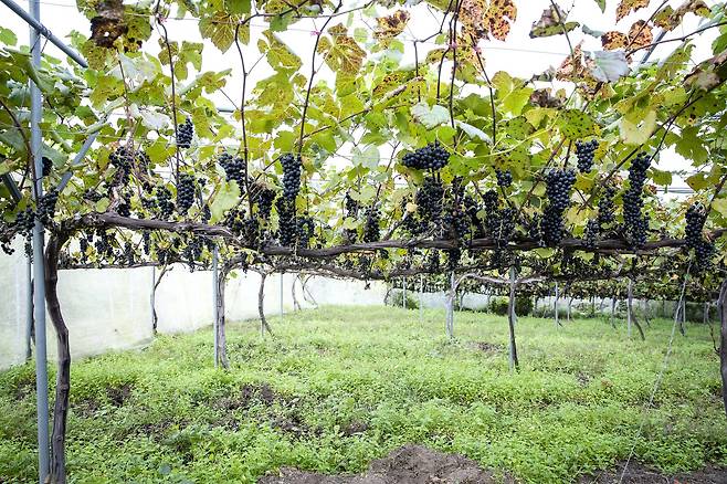 당도를 높이기 위해 인위적으로 송이를 덜어낸 나무들. 한 그루에서 와인 한 병이 생산된다. 장진영 기자