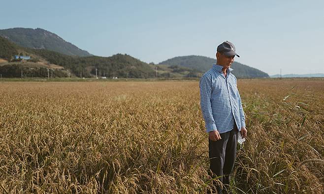 농민 정창섭(64)씨가 수확을 앞둔 자신의 농토에 섰다. 그는 황금들녘을 바라보는 내내 무표정했다.