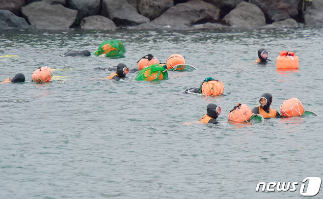 제주시 이호동 해안에서 해녀들이 해산물을 채취하고 있다(뉴스1DB) © News1