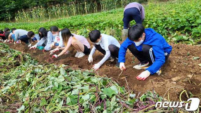 단양 한드미 농촌유학센터의 학생들이 교내에 마련된 농지에서 농촌체험을 하고 있다.(단양군 제공)© 뉴스1