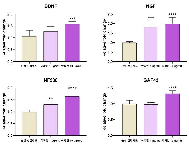 아파민을 처리한 신경세포에서 DBNF, NGF, NF200, GAP-43의 발현이 유의하게 증가했다. (사진=자생한방병원 제공) *재판매 및 DB 금지