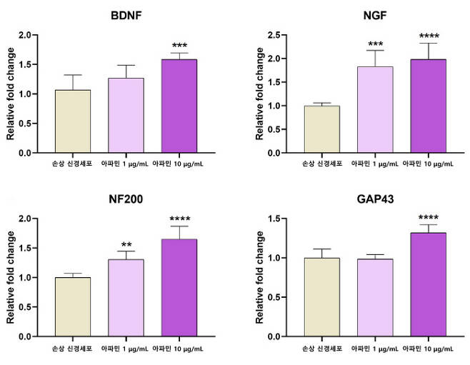 아파민을 처리한 신경세포에서 DBNF, NGF, NF200, GAP-43의 발현이 유의하게 증가했다.