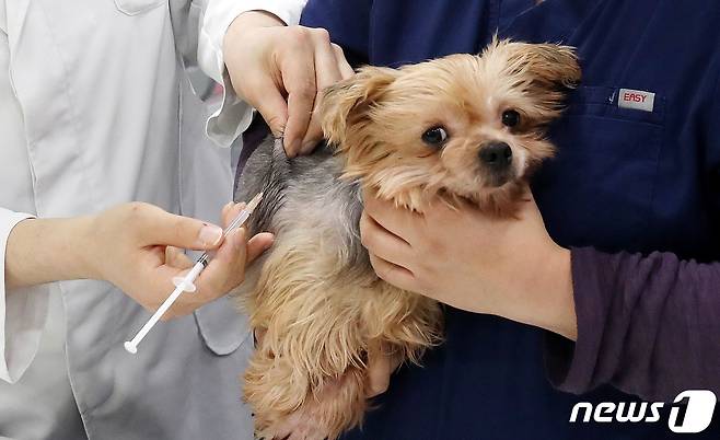 서울의 한 동물병원에서 수의사가 반려견에게 광견병 예방접종을 하고 있다. /뉴스1 © News1 박지혜 기자