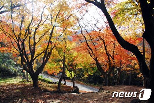 고창 문수사 단풍나무 숲 © 뉴스1