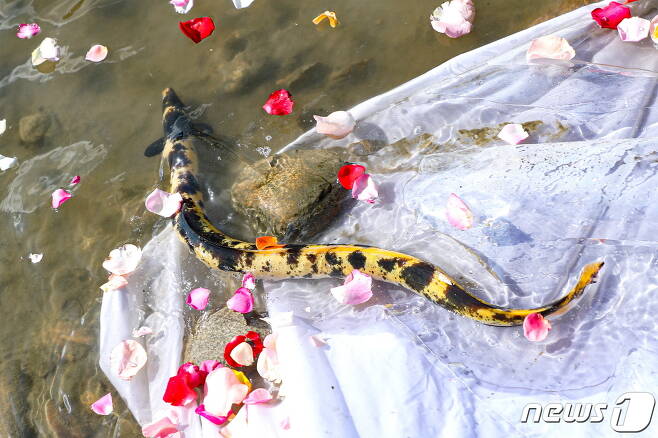 20일 고양시 행주역사공원 항강변에서 황금장어 방생제가 열린 가운데 지난 1일 어민에 의해 포획된 황금장어가 방생되고 있다. (고양시청 제공)© 뉴스1