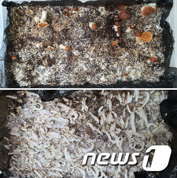 환각버섯(자료사진)/뉴스1
