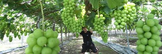 농가에서 샤인머스켓을 재배하는 모습. 뉴스1