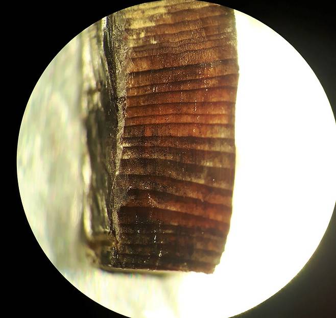 뉴펀들랜드의 바이킹 유적지에서 나온 나무. 1천년이 지났지만 나이테가 선명하다. 로이터 연합뉴스
