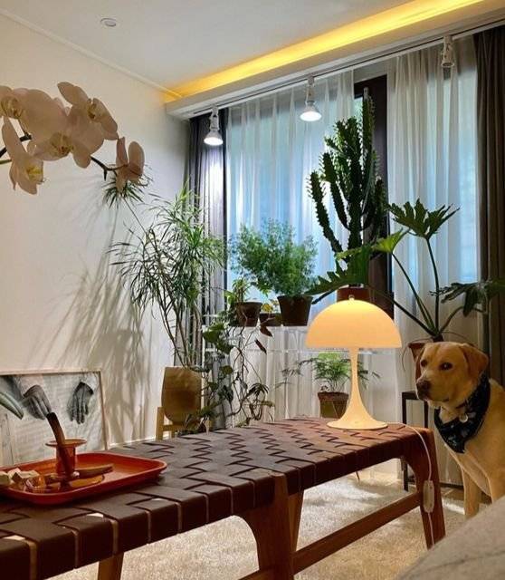 가수 정재형의 인스타그램. 겨울을 맞아 마당에서 키우던 식물을 실내로 들이는 내용을 적었다.