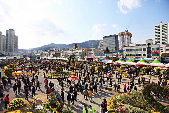 마산국화축제 행사장을 찾은 시민들이 형형색색 국화 정원을 거닐며 가을의 정취를 만끽하고 있다.