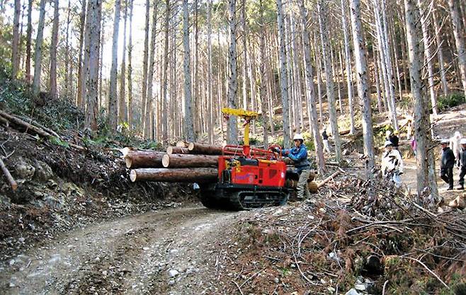 일본 고치현 시만토시의 숲은 ‘자벌형 임업추진협회’의 방식으로 임도를 좁게 내고 목재를 조금씩 솎아베기해 자연 파괴를 최소화한다. /자벌형 임업추진협회