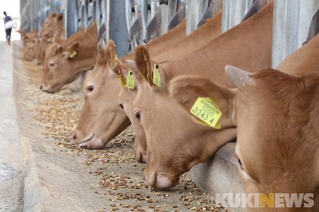 양양군 한우 농가. (양양군 제공)