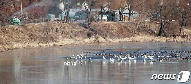 지난해 12월 대구 동구 금호강 야생조류에서 H5N8형 고병원성 조류인플루엔자(AI)가 발생한 가운데 방역당국이 다목적방역차량을 동원해 철새도래지 주변 방역을 강화하고 있다. © News1 공정식 기자