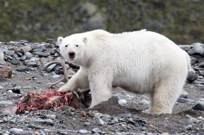 노르웨이 스발바르 군도에서 북극곰이 사냥한 순록을 먹는 모습./폴란드 북극 연구기지