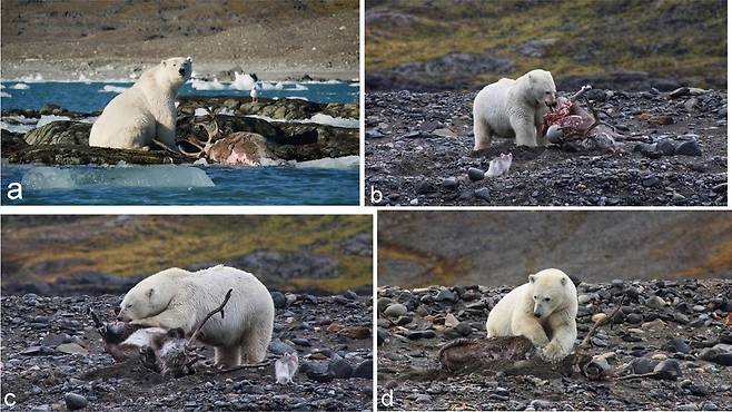 노르웨이 스발바르 군도에서 북극곰이 작은 바위섬에서 순록을 죽이고(a) 해변으로 끌고와(b) 먹어치웠다(c). 나중에 북극곰은 남은 순록 고기를 땅속에 숨겼다(d)./폴란드 북극 연구기지