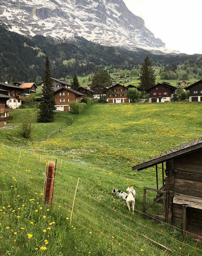 알프스를 여행하며 어디서나 자주 만날 수 있는 오두막집인 샬레는 스위스 전통가옥이다. 그린델발트에는 샬레 형태 숙소들이 많다.