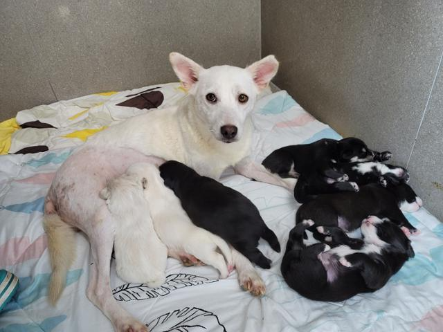 구조 이후 올해 6월 롤리는 새끼 7마리를 낳았다. 카라 제공