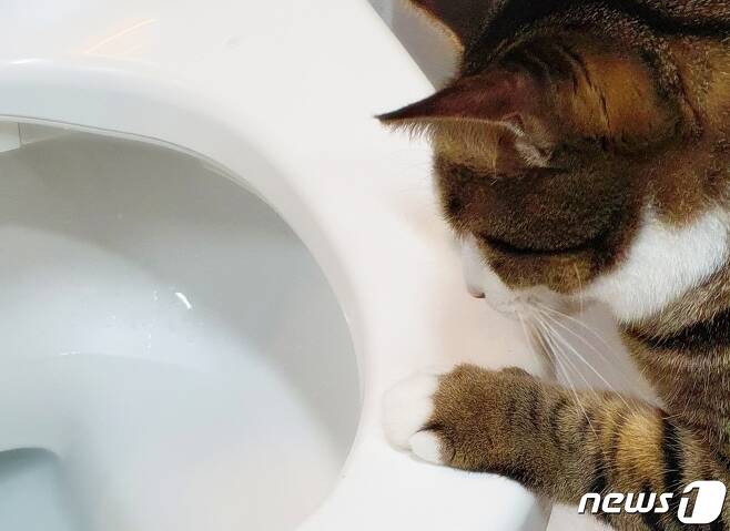 화장실 변기 쳐다보는 고양이 (사진은 기사 내용과 무관함) / © 뉴스1 최서윤 기자