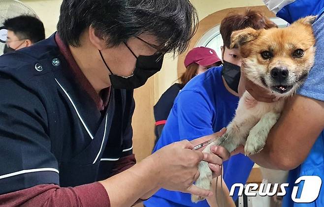 김동근 수의사가 24일 경기 용인시의 한 사설 동물보호소에서 개에게 마취 주사를 놓고 있다. © 뉴스1 최서윤 기자