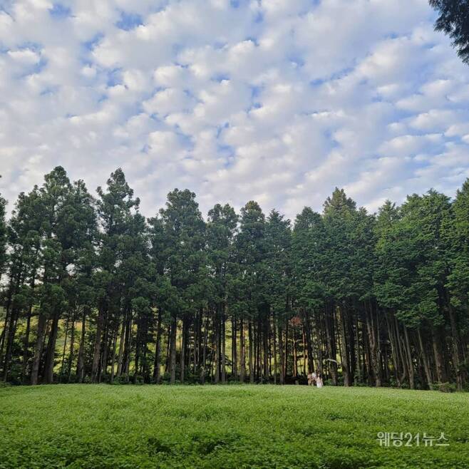 [사진자료 9] 제주 안돌오름 비밀의숲 (2)
