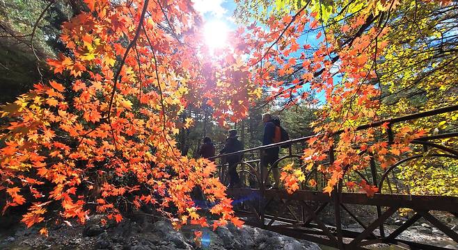 햇볕이 잘 드는 곳의 단풍나무의 빛깔이 곱다. 탐방객들이 산으로 오르고 있다. 김상선 기자