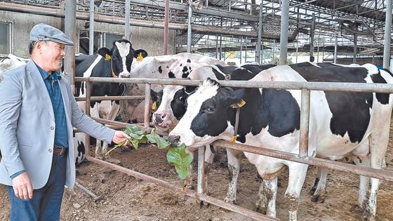 A farmer in Namyangju, Gyeonggi, who plans to donate his cows to Nepal, underscores the persistent technical support for the Nepalese until all related systems are established there. [JOONGANG PHOTO]