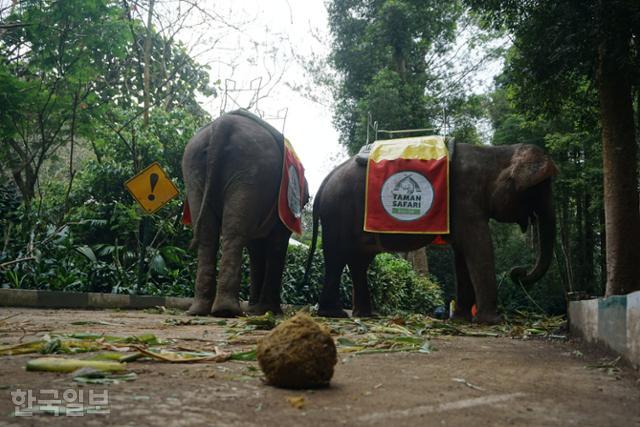 인도네시아 서부자바주 보고르의 타만 사파리에 사는 수마트라코끼리가 방금 싼 똥. 보고르=고찬유 특파원