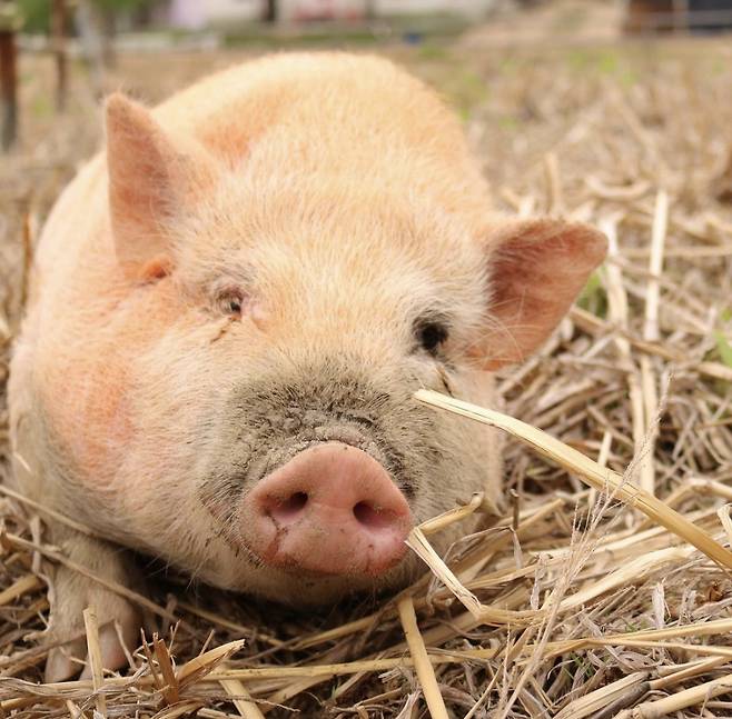 지푸라기를 좋아하는 잔디 모습./사진=새벽이생추어리