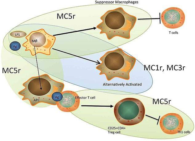 시상하부 신경세포(뉴런)에 있는 ‘멜라노코르틴3수용체’(MC3R)가 사람의 성장과 성성숙을 조절한다.(사진=리서치게이트)
