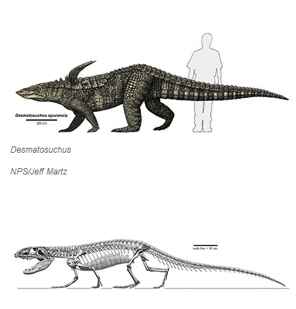 악어의 조상인 고대 파충류 슈도수치안의 일종을 사람 크기와 견준 모습. 현존하는 최대 악어인 호주 바다악어와 비슷하다. /미 국립공원관리청(NPS) 홈페이지