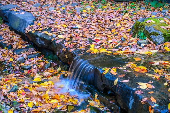 남산 순환로에 조성된 냇물에 쌓인 단풍잎. /사진=서울관광재단